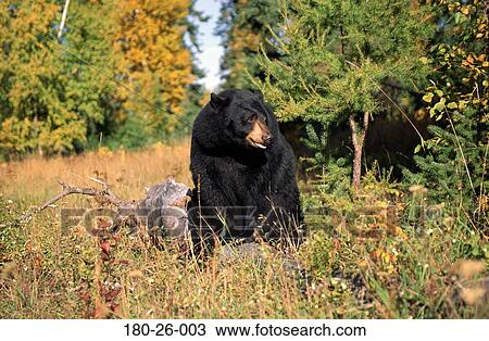 Mammal, Bear, Animal, Black, Wildlife, Bears, Animals View Large Photo Image Stock Image - Mammal, Bear, Animal, Black, Wildlife, Bears, Animals. Fotosearch
