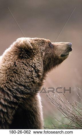 Mammal, Bears, Shot, Wilderness, Up, Close-up, Wild View Large Photo Image Stock Image - Mammal, Bears, Shot, Wilderness, Up, Close-up, Wild. Fotosearch