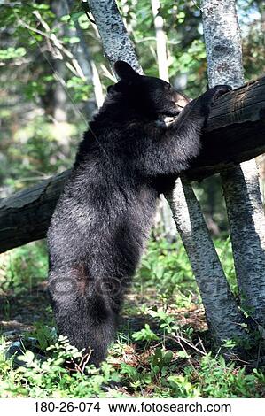 Mammal, Wildlife, Animal, Outdoors, Daylight, Standing, Black View Large Photo Image Picture - Mammal, Wildlife, Animal, Outdoors, Daylight, Standing, Black. Fotosearch