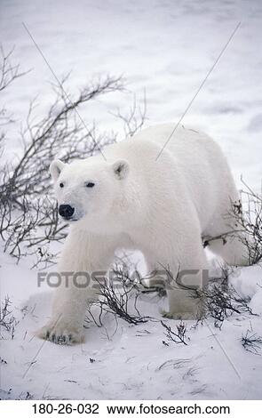 Nature, Bears, Animals, Wilderness, Mammal, Bears, Snow View Large Photo Image Stock Image - Nature, Bears, Animals, Wilderness, Mammal, Bears, Snow. Fotosearch