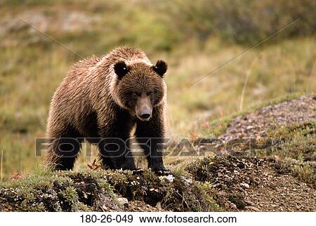 Nature, Bears, Bear, Daylight, Outdoors, Wild, Bears View Large Photo Image Stock Photo - Nature, Bears, Bear, Daylight, Outdoors, Wild, Bears. Fotosearch