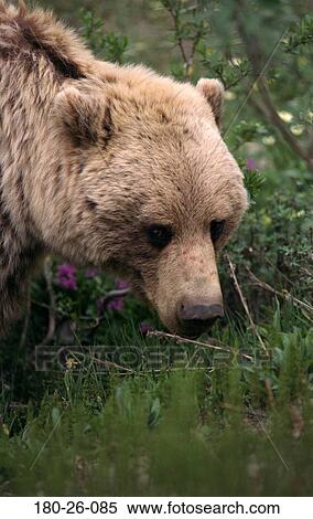 Nature, Close-up, Head, Wild, Animal, Bears, Wildlife View Large Photo Image Stock Photography - Nature, Close-up, Head, Wild, Animal, Bears, Wildlife. Fotosearch