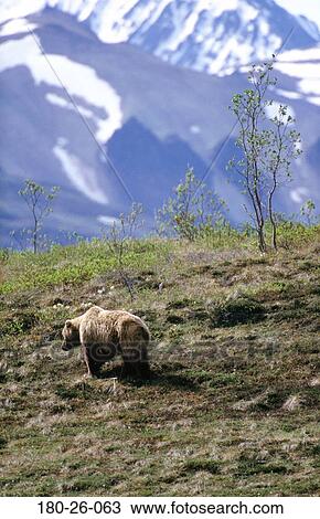 Nature, Outdoors, Bears, Mammal, Grizzly, Wildlife, Bear View Large Photo Image Stock Image - Nature, Outdoors, Bears, Mammal, Grizzly, Wildlife, Bear. Fotosearch