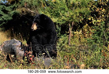 Nature, Outdoors, Mammal, Animals, Bears, Bear, Black View Large Photo Image Stock Photo - Nature, Outdoors, Mammal, Animals, Bears, Bear, Black. Fotosearch