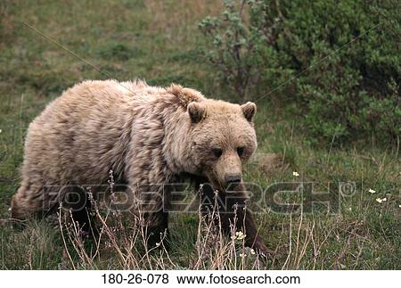 Stock Photo - Nature, Outdoors, Wild, Mammal, Walking, Bears, Bear. Fotosearch