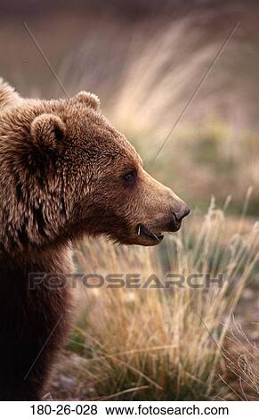 Outdoors, Bears, Wilderness, Bear, Closeup, Close-up, Animals View Large Photo Image Stock Photo - Outdoors, Bears, Wilderness, Bear, Closeup, Close-up, Animals. Fotosearch