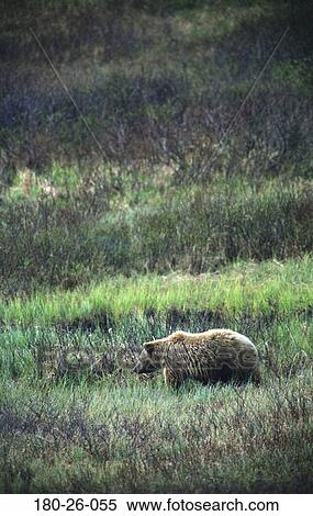 Stock Photography - Outdoors, Mammal, Bear, Walking, Wild, Wildlife, Grizzly. Fotosearch