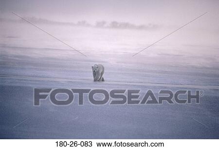 Stock Image - Outdoors, Nature, Polar, Mammal, Animals, Bears, Bears. Fotosearch