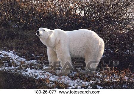 Polar, Wilderness, Wild, Tundra, Wildlife, Nature, Bears View Large Photo Image Stock Photo - Polar, Wilderness, Wild, Tundra, Wildlife, Nature, Bears. Fotosearch