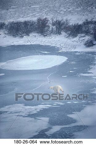 Picture - Snow, Daylight, Polar, Outdoors, Ice, Wildlife, Nature. Fotosearch