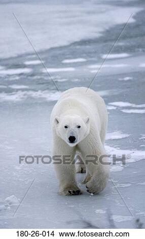 Picture - Snow, Wildlife, Nature, Bears, Wilderness, Outdoors, Animals. Fotosearch