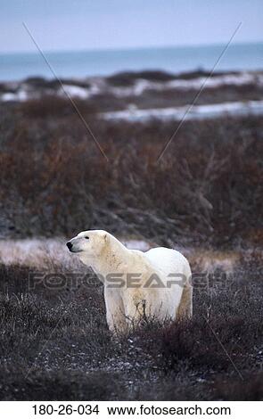 Tundra, Daylight, Mammal, Standing, Outdoors, Bears, Wildlife View Large Photo Image Picture - Tundra, Daylight, Mammal, Standing, Outdoors, Bears, Wildlife. Fotosearch