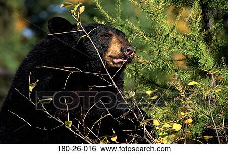 Up, Eating, Closeup, Bear, Nature, Sitting, Wilderness View Large Photo Image Stock Photograph - Up, Eating, Closeup, Bear, Nature, Sitting, Wilderness. Fotosearch
