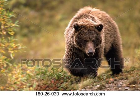 Stock Image - Walking, Nature, Bear, Bears, Bears, Bears, Grizzly. Fotosearch