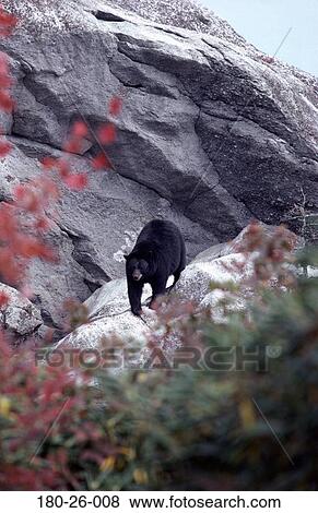 Stock Photo - Walking, Nature, Bears, Daylight, Wilderness, Animal, Bear. Fotosearch