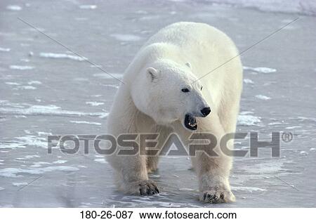 Walking, Polar, Ice, Bears, Animal, Wilderness, Animals View Large Photo Image Stock Photo - Walking, Polar, Ice, Bears, Animal, Wilderness, Animals. Fotosearch