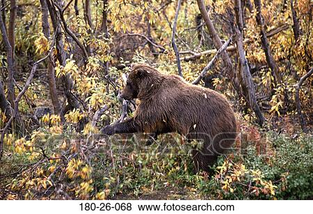 Wild, Daylight, Bears, Animals, Wildlife, Bears, Wilderness View Large Photo Image Stock Photo - Wild, Daylight, Bears, Animals, Wildlife, Bears, Wilderness. Fotosearch