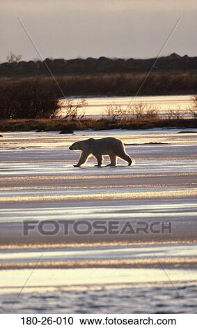 Stock Image - Wild, Polar, Ice, Bears, Animal, Animals, Mammal. Fotosearch