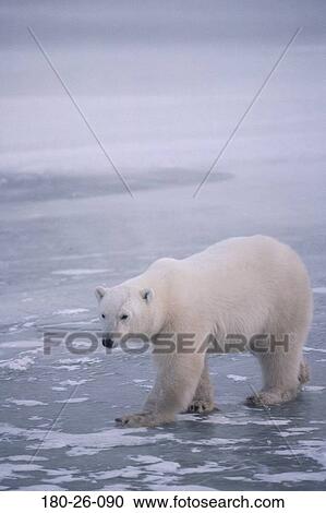 Wild, Polar, Walking, Snow, Bear, Outdoors, Bears View Large Photo Image Stock Image - Wild, Polar, Walking, Snow, Bear, Outdoors, Bears. Fotosearch
