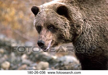 Stock Photograph - Wild, Wildlife, Outdoors, Mammal, Closeup, Animals, Bears. Fotosearch