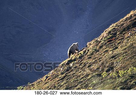 Wilderness, Animal, Nature, Grizzly, Animals, Daylight, Bear View Large Photo Image Stock Photo - Wilderness, Animal, Nature, Grizzly, Animals, Daylight, Bear. Fotosearch