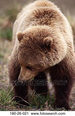 Wilderness, Bear, Nature, Close, Closeup, Grizzly, Up View Large Photo Image Stock Image - Wilderness, Bear, Nature, Close, Closeup, Grizzly, Up. Fotosearch