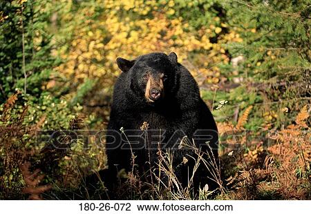 Wilderness, Daylight, Mammal, Bears, Wild, Wildlife, Bear View Large Photo Image Stock Image - Wilderness, Daylight, Mammal, Bears, Wild, Wildlife, Bear. Fotosearch