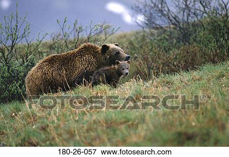 Wilderness, Daylight, Outdoors, Cubs, Mammal, Standing, Wildlife View Large Photo Image Stock Photo - Wilderness, Daylight, Outdoors, Cubs, Mammal, Standing, Wildlife. Fotosearch