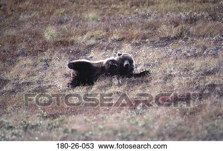 Wilderness, Daylight, Rolling, Bear, Bears, Bears, Grizzly View Large Photo Image Stock Image - Wilderness, Daylight, Rolling, Bear, Bears, Bears, Grizzly. Fotosearch