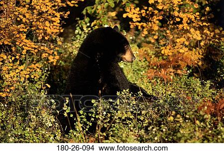 Wilderness, Mammal, Daylight, Bear, Bears, Bears, Black View Large Photo Image Picture - Wilderness, Mammal, Daylight, Bear, Bears, Bears, Black. Fotosearch