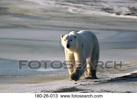 Wilderness, Mammal, Walking, Outdoors, Daylight, Ice, Polar View Large Photo Image Stock Image - Wilderness, Mammal, Walking, Outdoors, Daylight, Ice, Polar. Fotosearch