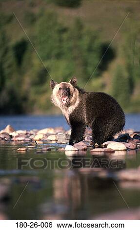 Stock Photograph - Wildlife, Animal, Bears, Water, Outdoors, River, Mammal. Fotosearch