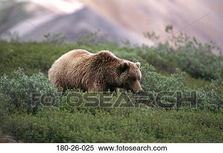 Wildlife, Bear, Animals, Bears, Nature, Bears, Bears View Large Photo Image Stock Photography - Wildlife, Bear, Animals, Bears, Nature, Bears, Bears. Fotosearch