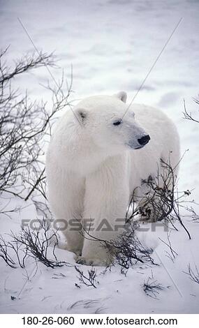 Stock Image - Wildlife, Bear, Outdoors, Snow, Walking, Animal, Nature. Fotosearch