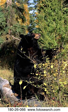 Stock Photograph - Wildlife, Mammal, Bears, Animals, Bear, Outdoors, Bears. Fotosearch