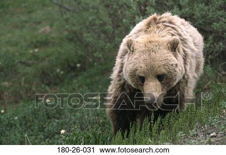 Stock Image - Wildlife, Wild, Wilderness, Nature, Animals, Bears, Daylight. Fotosearch
