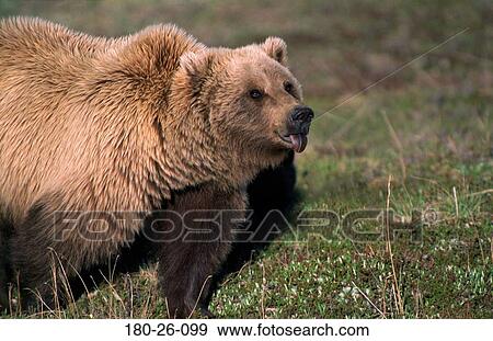 Wildlife, Wilderness, Daylight, Bears, Bears, Nature, Bear View Large Photo Image Stock Photo - Wildlife, Wilderness, Daylight, Bears, Bears, Nature, Bear. Fotosearch