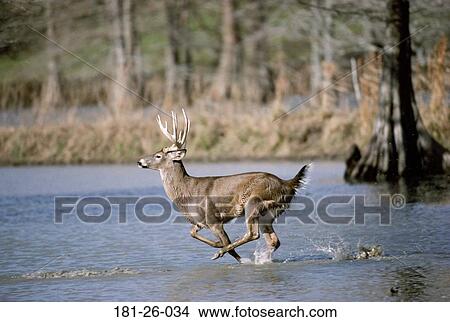 American, Mammal, Wildlife, Running, White, Animal View Large Photo Image Picture - American, Mammal, Wildlife, Running, White, Animal. Fotosearch