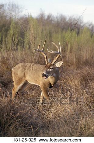 Animals, Mammal, Wildlife, North, White, Deer, American View Large Photo Image Stock Photograph - Animals, Mammal, Wildlife, North, White, Deer, American. Fotosearch