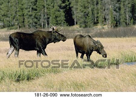 Stock Image - Animals, Outdoors, Wilderness, Wild, Moose, North, Animal. Fotosearch