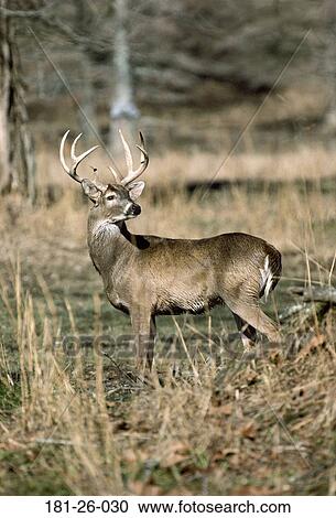 Buck, American, Bucks, Wildlife, Whitetail, White, Tail View Large Photo Image Stock Image - Buck, American, Bucks, Wildlife, Whitetail, White, Tail. Fotosearch