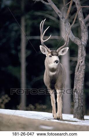 Stock Photo - Buck, Mammal, Animals, Wild, Wilderness, North. Fotosearch