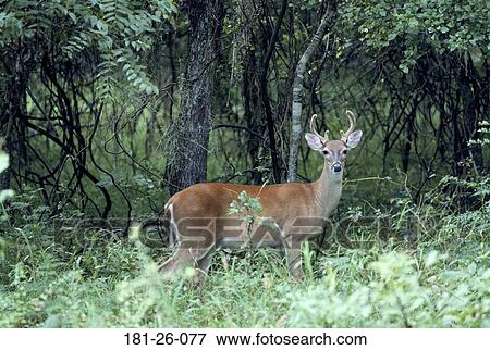 Buck, White, Animal, Wilderness, Whitetail, Mammal, Deer View Large Photo Image Stock Photo - Buck, White, Animal, Wilderness, Whitetail, Mammal, Deer. Fotosearch