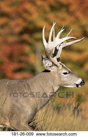 Buck, Wilderness, Outdoors, American, Shot, Deer View Large Photo Image Stock Photo - Buck, Wilderness, Outdoors, American, Shot, Deer. Fotosearch
