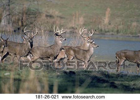 Bucks, Animal, Pond, Wildlife, White, Whitetail, American View Large Photo Image Stock Image - Bucks, Animal, Pond, Wildlife, White, Whitetail, American. Fotosearch
