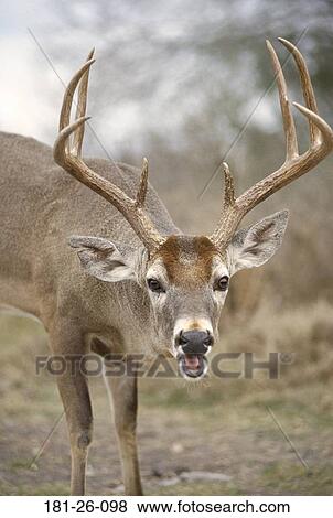 Bucks, Tail, Shot, Deer, Head, Deer View Large Photo Image Stock Photo - Bucks, Tail, Shot, Deer, Head, Deer. Fotosearch