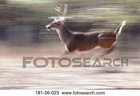 Bucks, Wild, Blur, North, White, Buck, Deer View Large Photo Image Stock Image - Bucks, Wild, Blur, North, White, Buck, Deer. Fotosearch