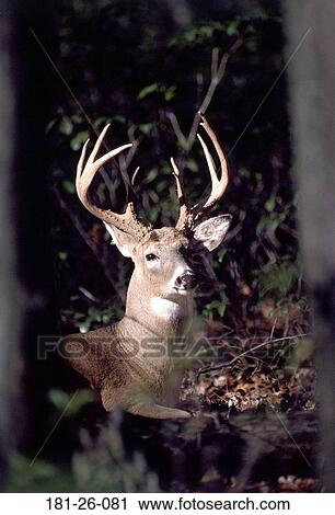 Bucks, Wilderness, Tail, Animals, Buck, White, Mammal View Large Photo Image Stock Image - Bucks, Wilderness, Tail, Animals, Buck, White, Mammal. Fotosearch