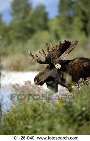 Bull, Mammal, Deer, Wilderness, Moose, American, Outdoors View Large Photo Image Stock Image - Bull, Mammal, Deer, Wilderness, Moose, American, Outdoors. Fotosearch