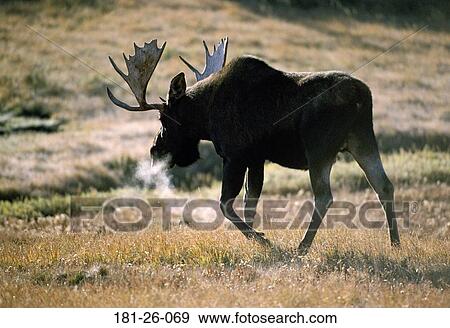 Bull, Walking, Wildlife, Animals, Animal, Deer, American View Large Photo Image Stock Photo - Bull, Walking, Wildlife, Animals, Animal, Deer, American. Fotosearch